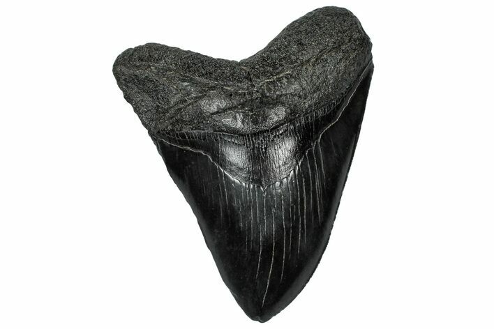 Serrated, Fossil Megalodon Tooth - South Carolina #321313